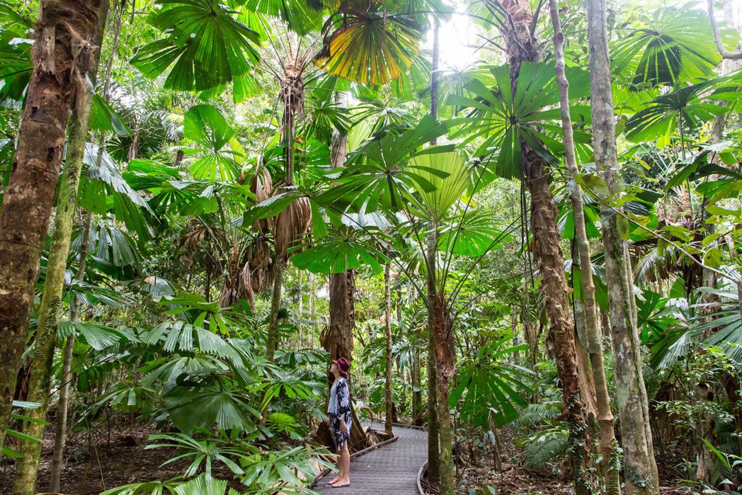 Daintree Tours From Port Douglas Exploring The Daintree Rainforest 2019 2020 Daintree Rainforest Australia Tourism Rainforest