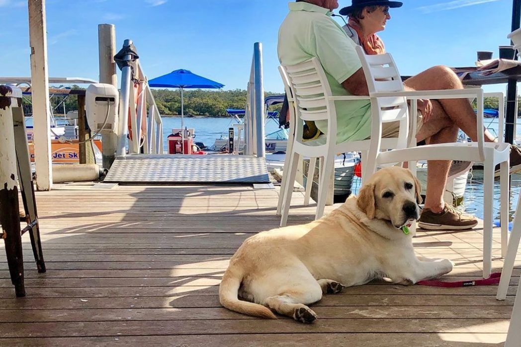 Best Dog Beaches On The Sunshine Coast Queensland