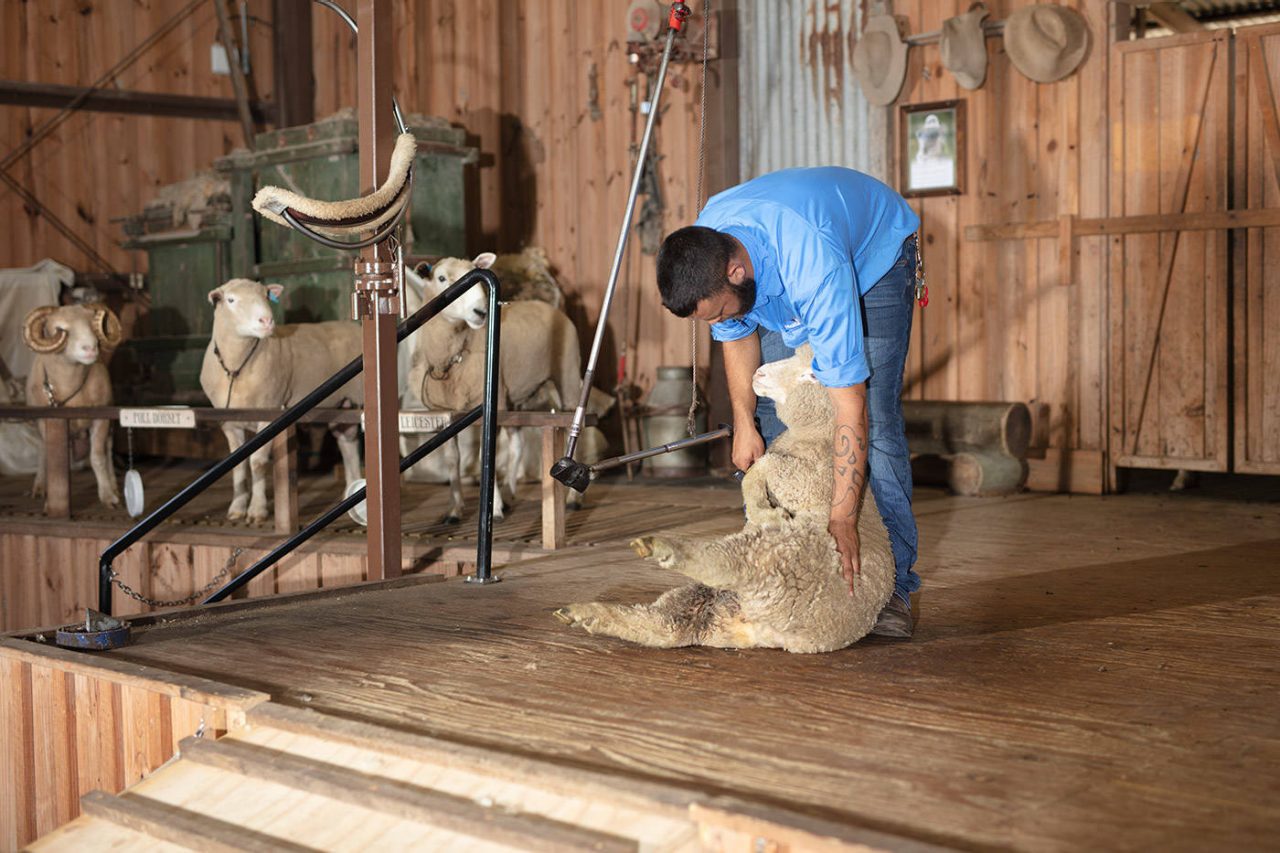 Paradise Country Sheep Shearing Show Paradise Country Sheep Shearing Show