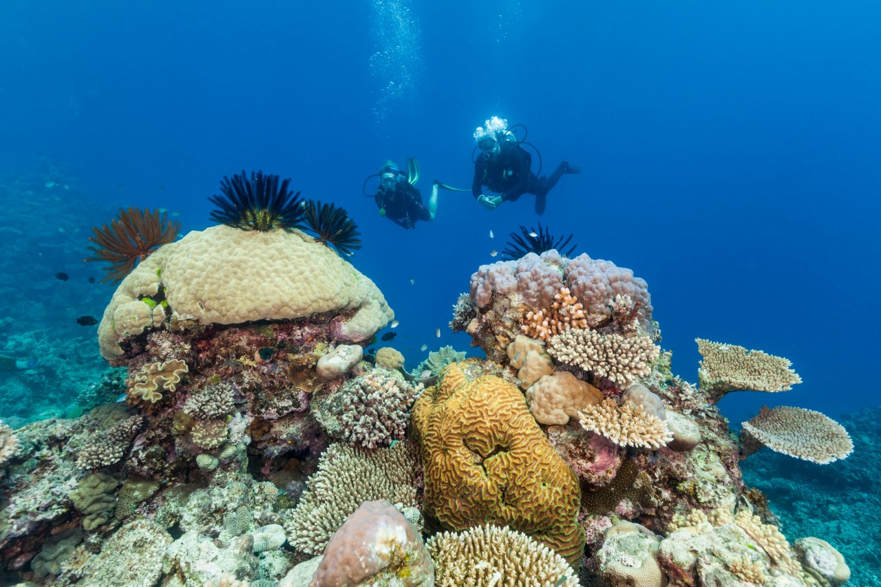 Where to Get Your PADI Certification on the Great Barrier Reef | Queensland