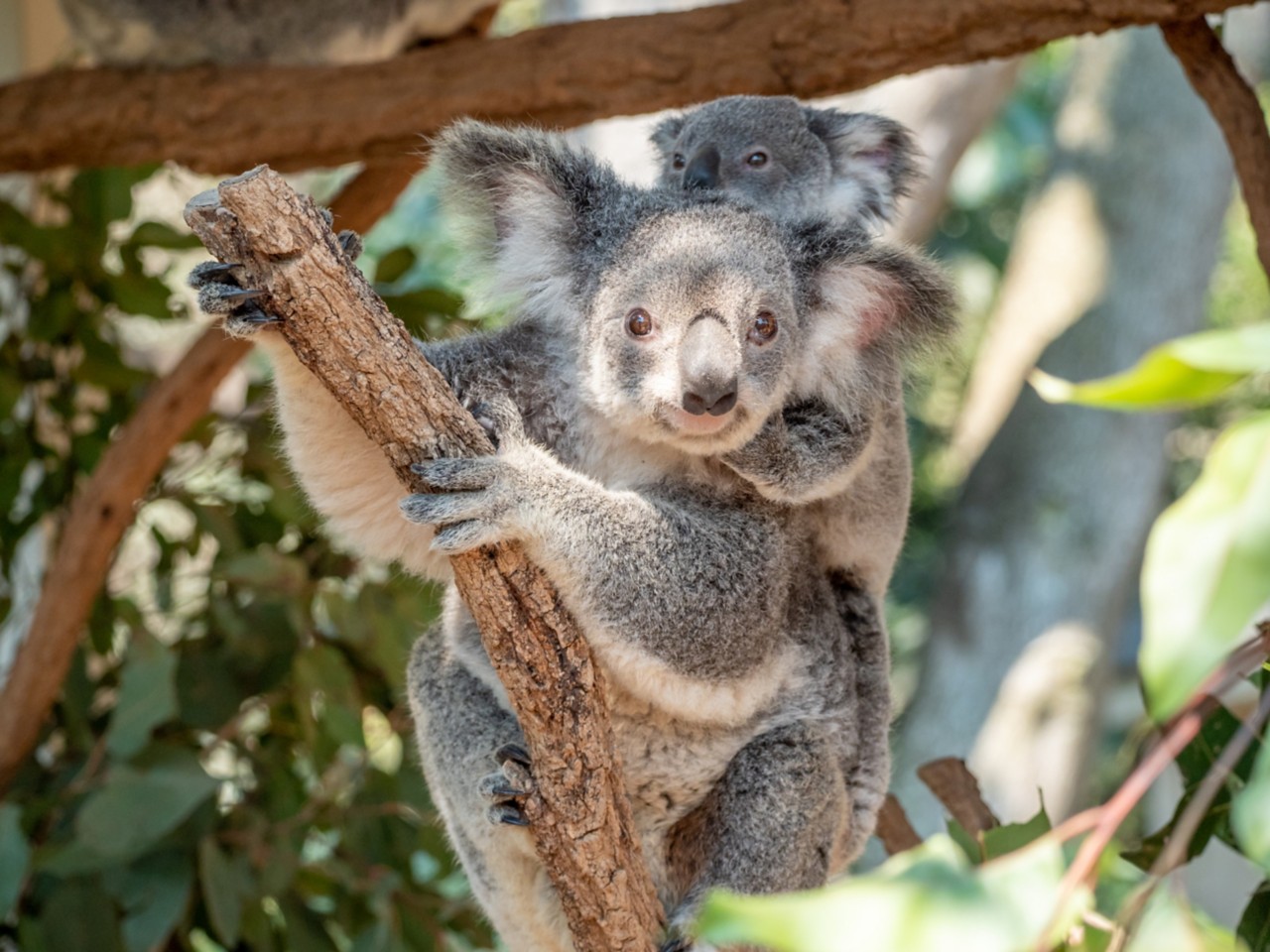 How To Do Lone Pine Koala Sanctuary | Queensland