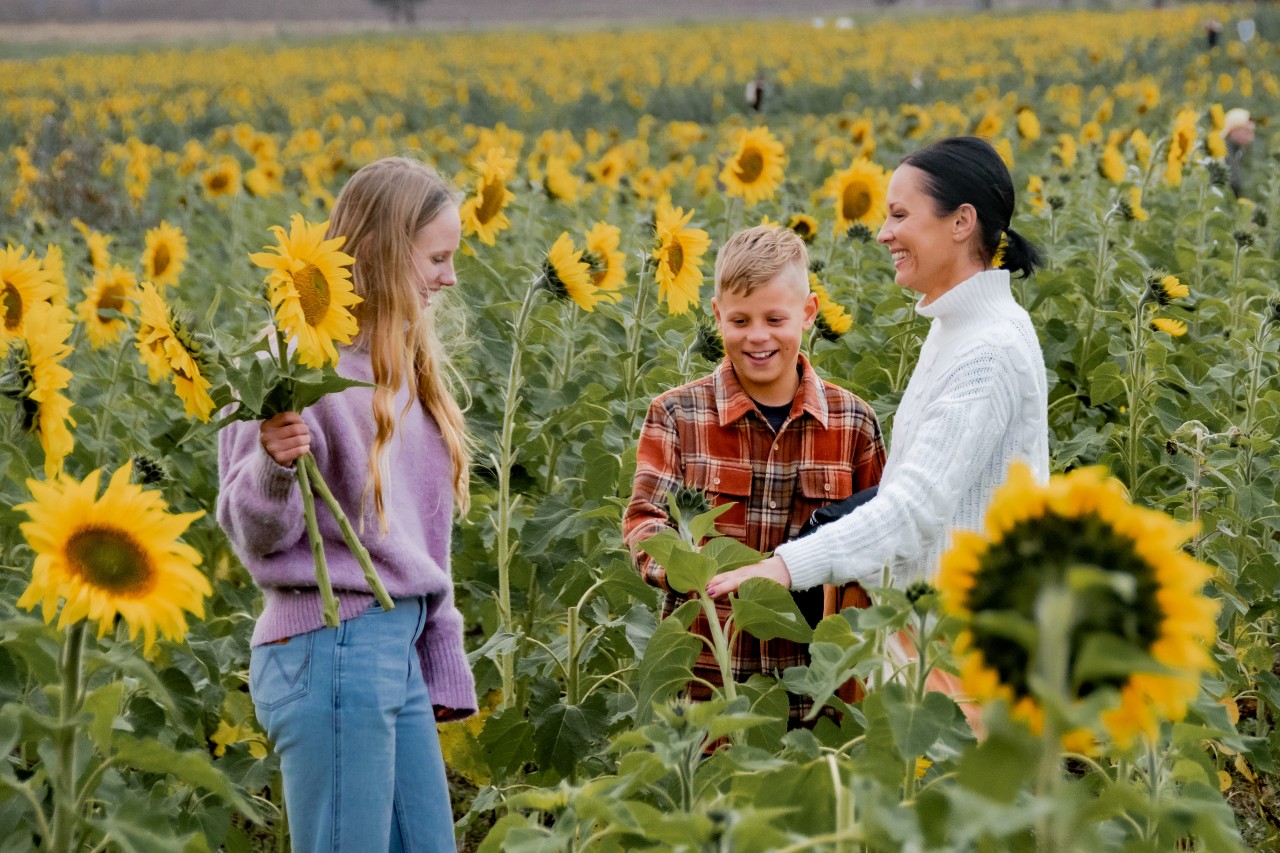 Sunflowers fields in Queensland