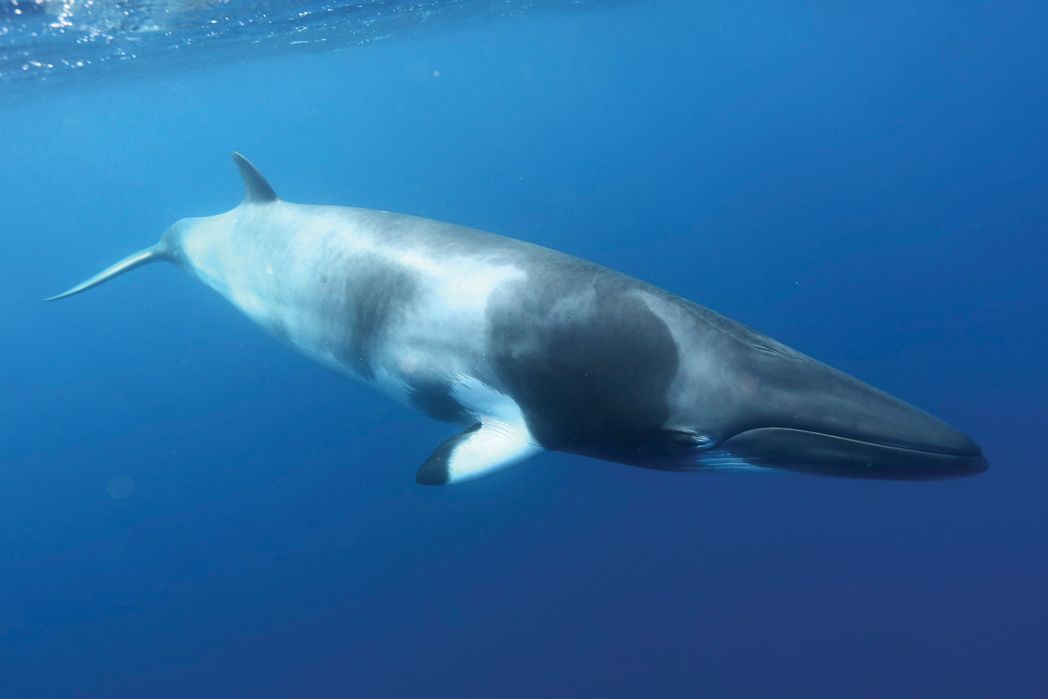 Minke Whales The World’s Most Exclusive Wildlife Queensland
