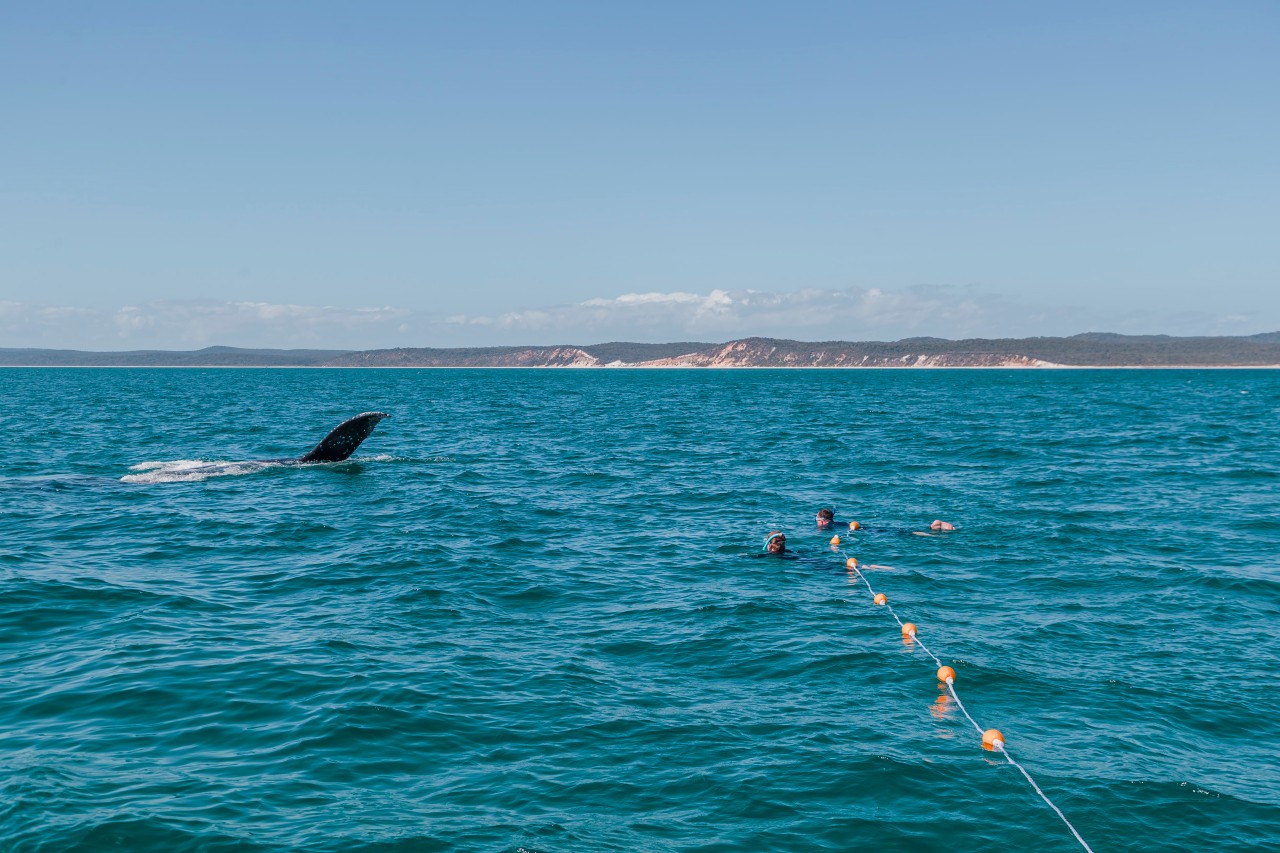 Queensland Whale Watching Experiences & Tours | Queensland