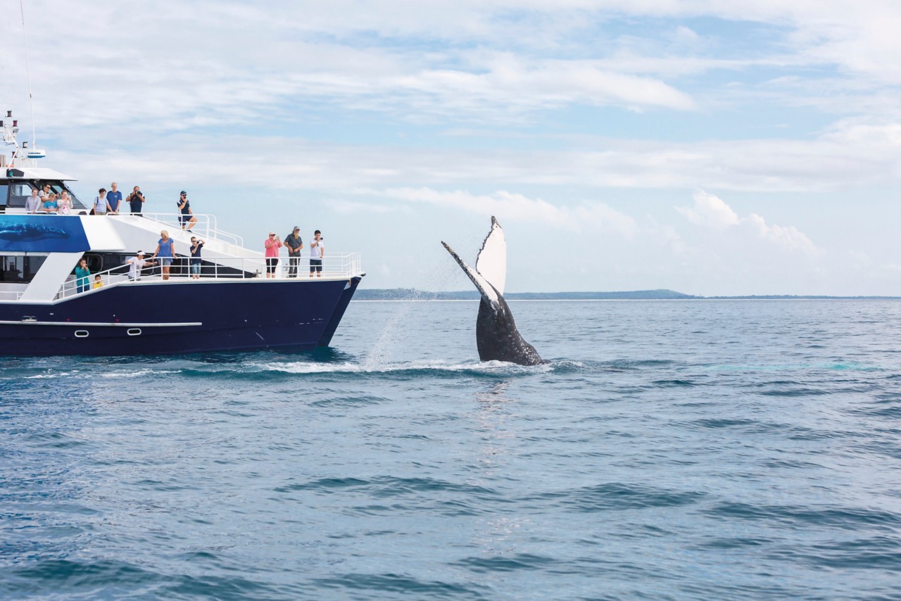 Whale Watching In Hervey Bay Which Tour to Book? Queensland