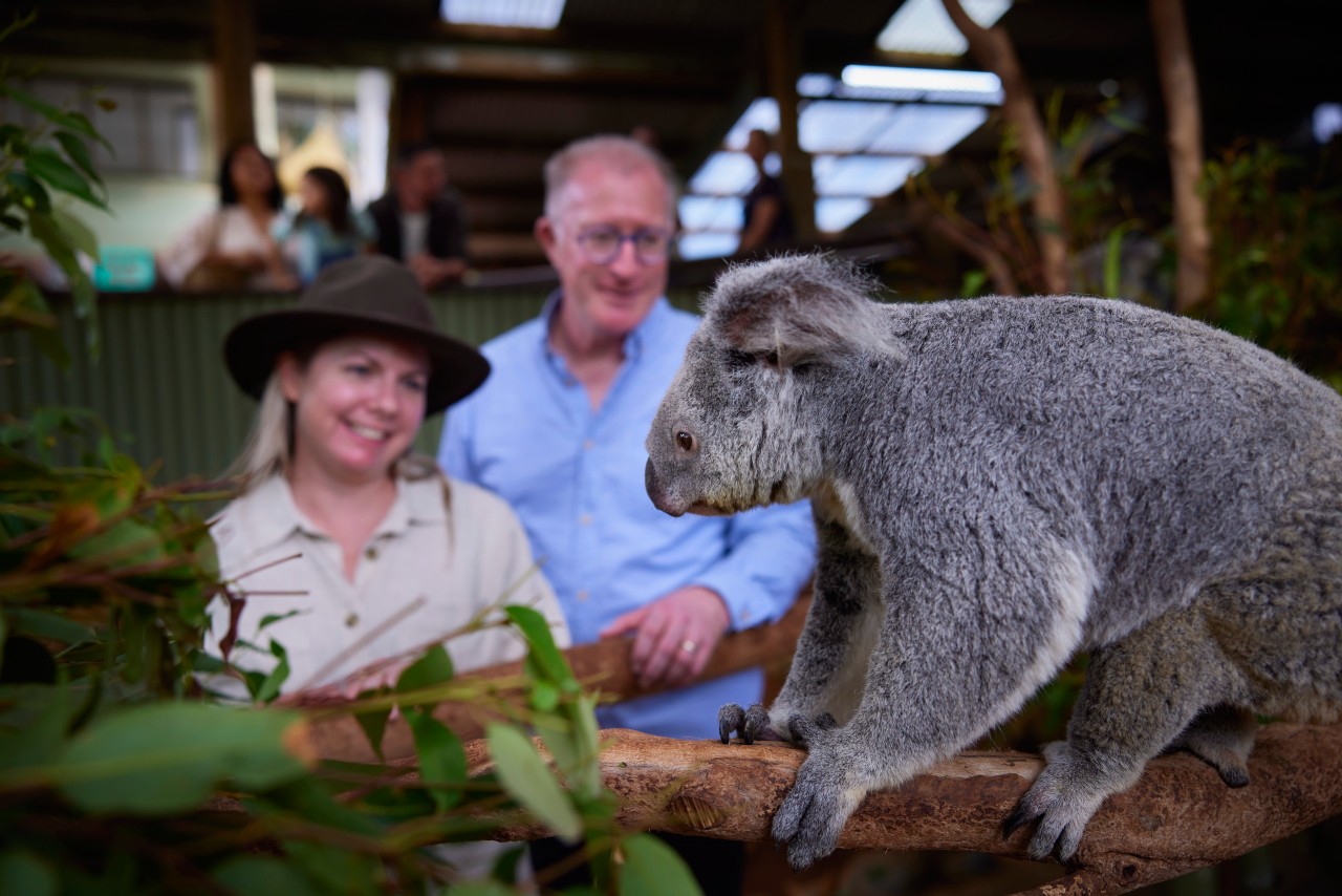Here’s Where Can You Meet or Cuddle a Koala in Queensland Queensland