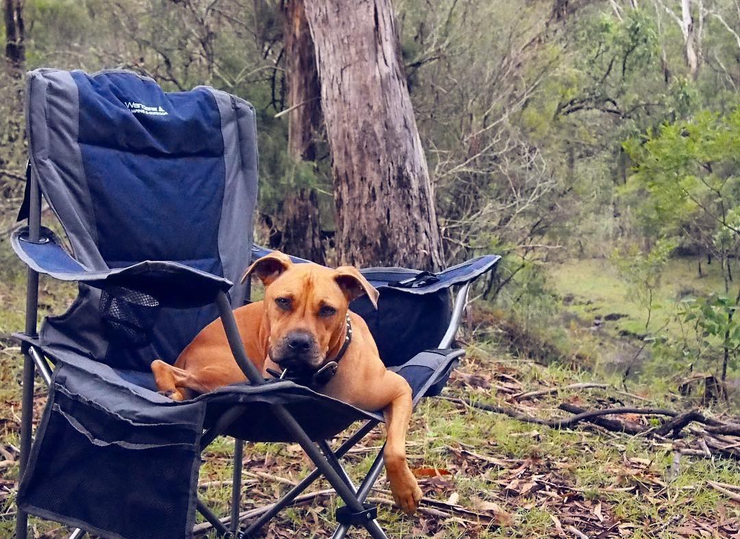 The Best Pet Friendly Campgrounds Near The Gold Coast Queensland