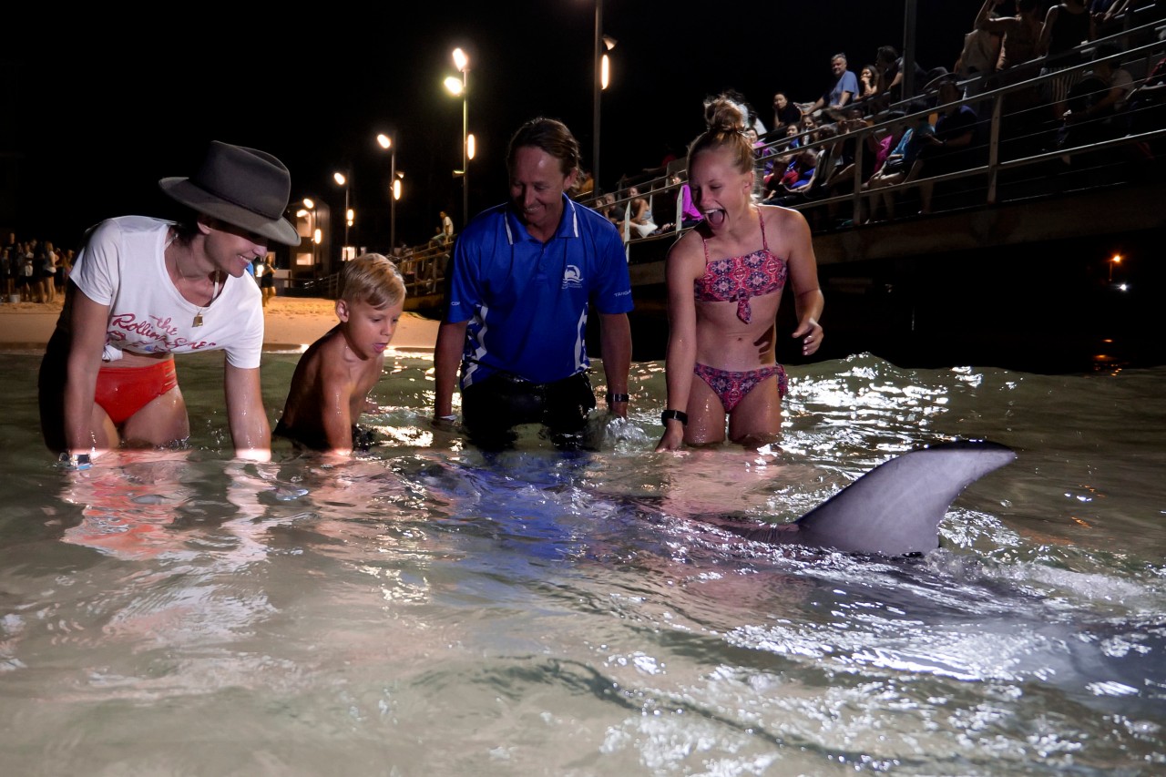 Wild Dolphin Feeding at Tangalooma Island Resort | Things to do in Brisbane with kids