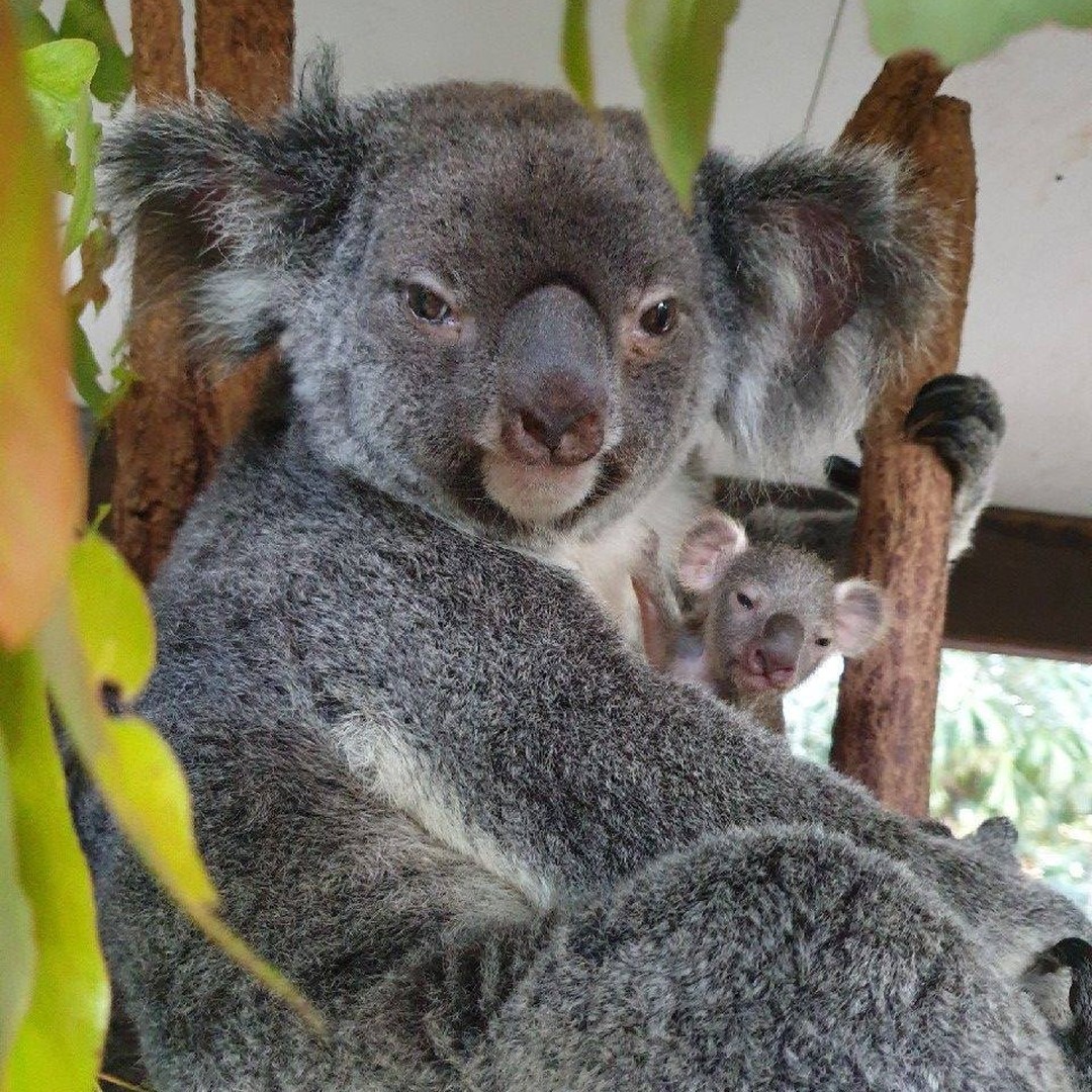 Lone Pine Koala Sanctuary | Things to do in Brisbane with kids