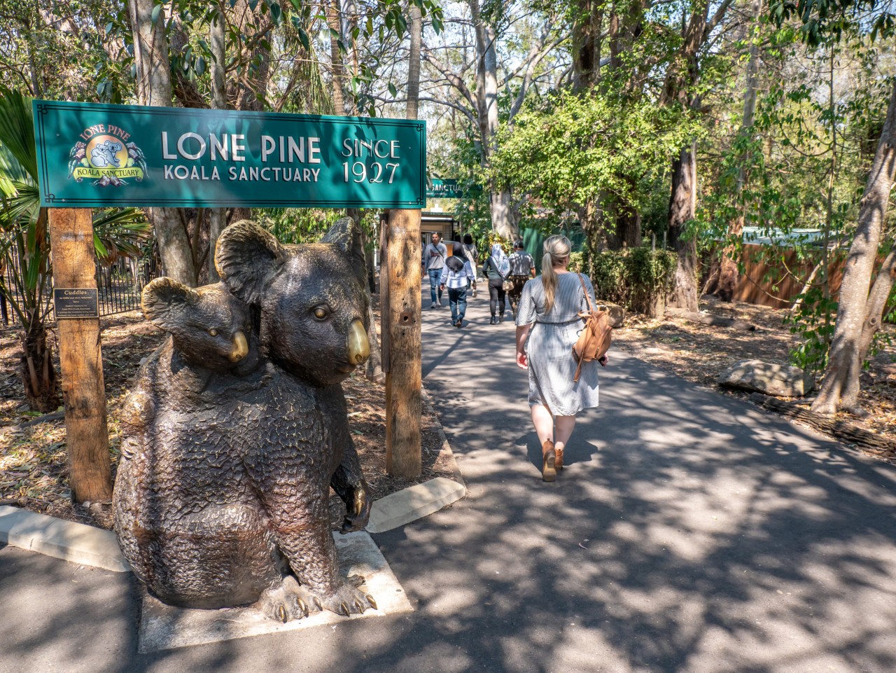 Koala at Lone Pine Koala Sanctuary | one week in Brisbane
