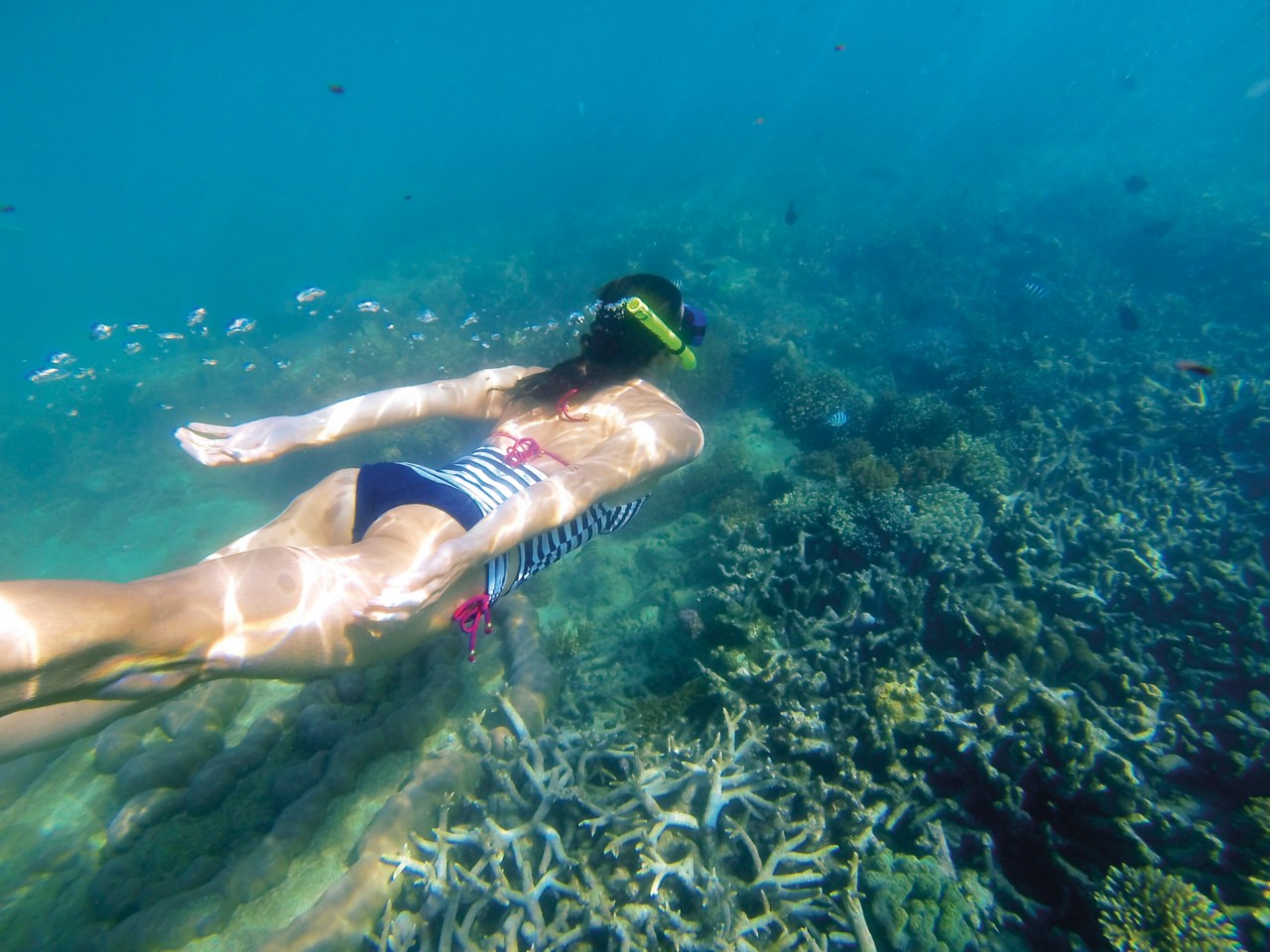 The Whitsunday's Best Snorkel Spots Queensland