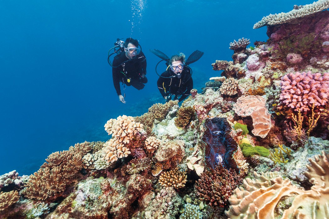 Queensland's Best Dive Sites Diving & Snorkelling Queensland