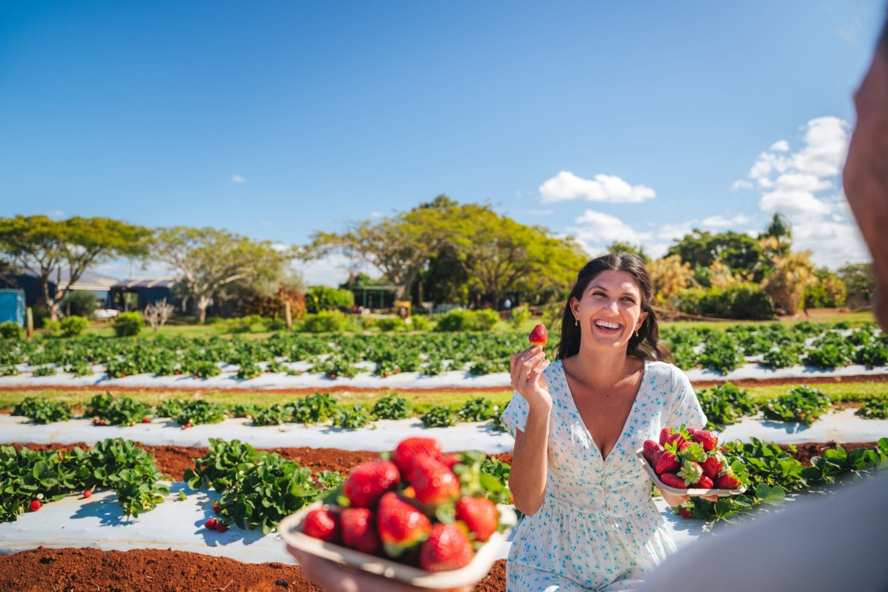 Pick Your Own Fruit In the Sunshine State Queensland