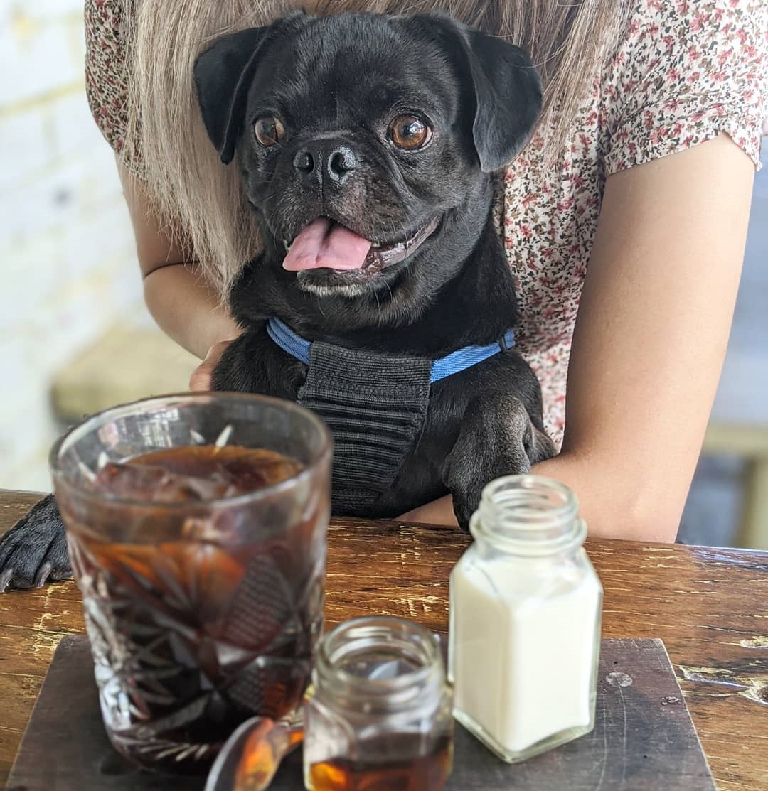 coffee near me dog friendly