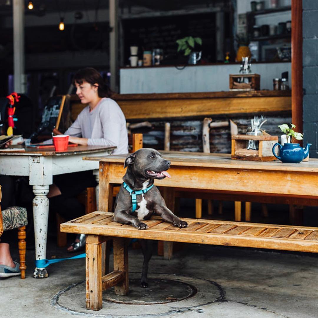 9 PetFriendly Cafes on the Sunshine Coast Queensland