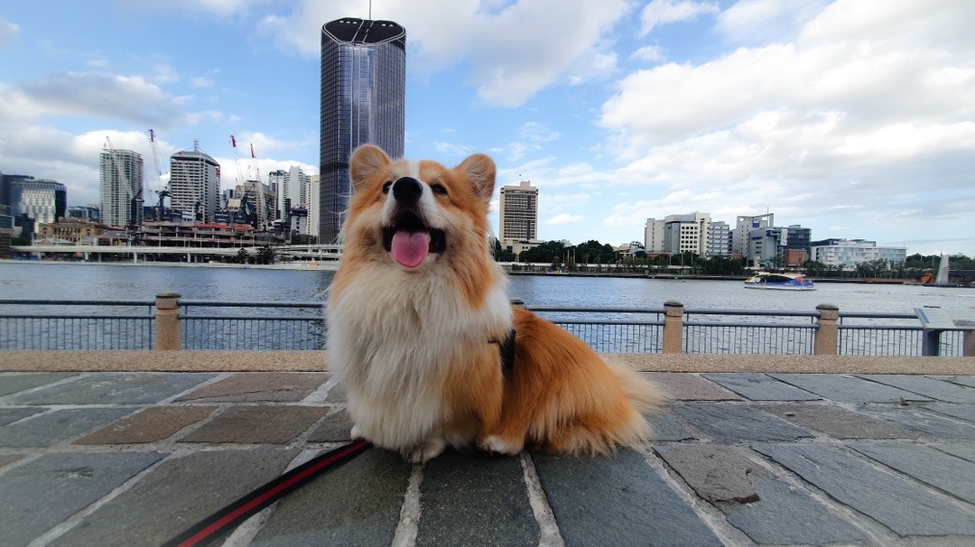 PetFriendly Brisbane Traveller's Guide Queensland