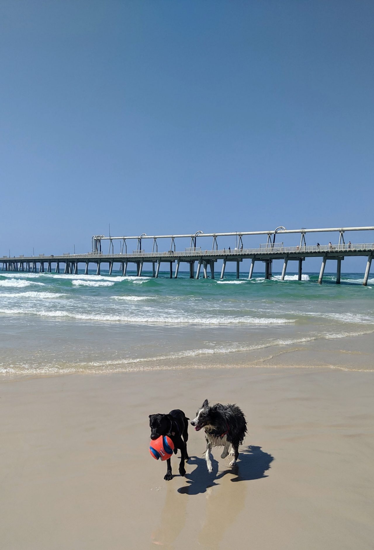The Ultimate Pet Friendly Guide To Shreveport Discover Pet Friendly Trails Parks And Businesses - uoisp98