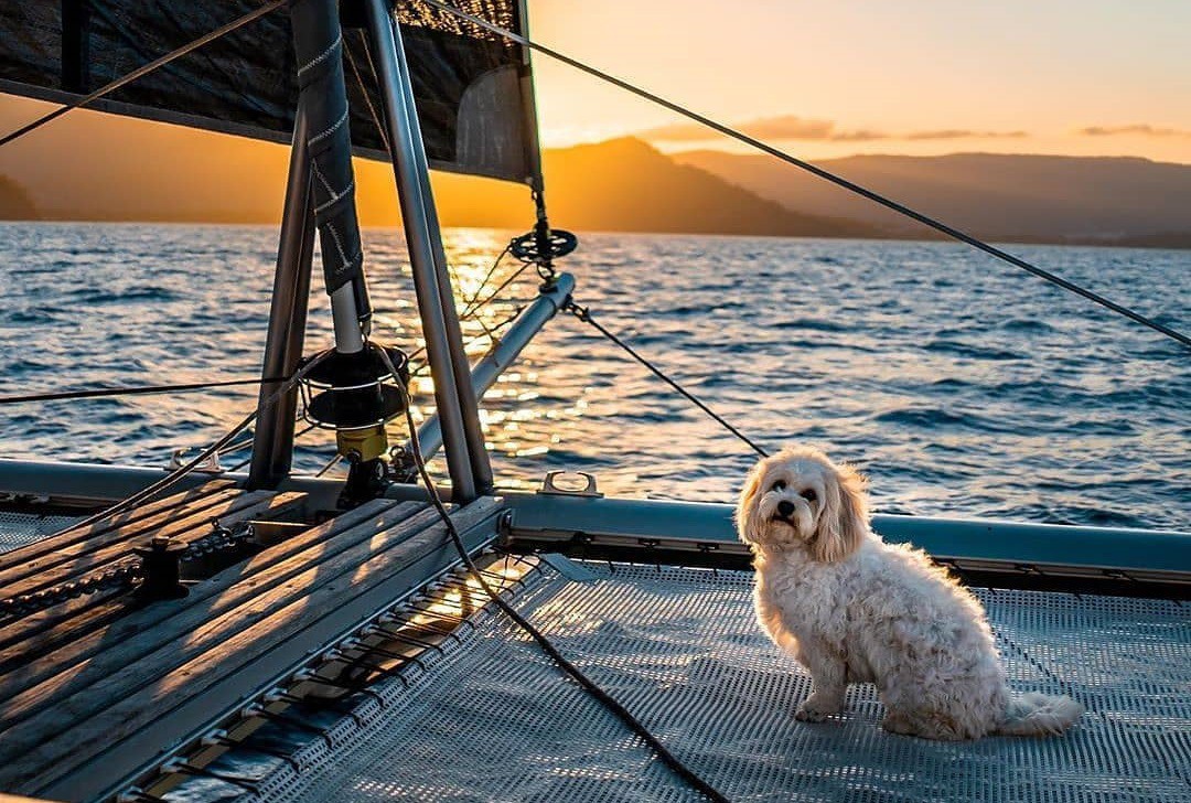 PetFriendly Guide to Cairns and Great Barrier Reef Queensland