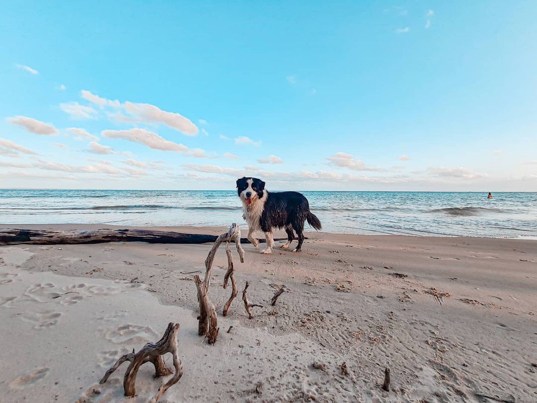 The Ultimate PetFriendly Guide to the Sunshine Coast Queensland