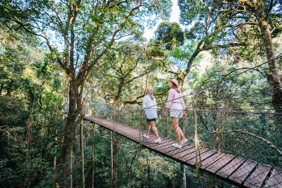 Two women walking across a wooden walkway through the tree canopy 