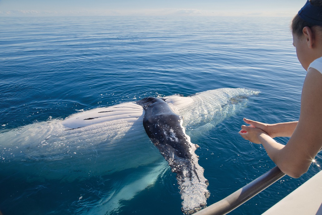 Woman stands near edge of boat as humpback whale breaches nearby