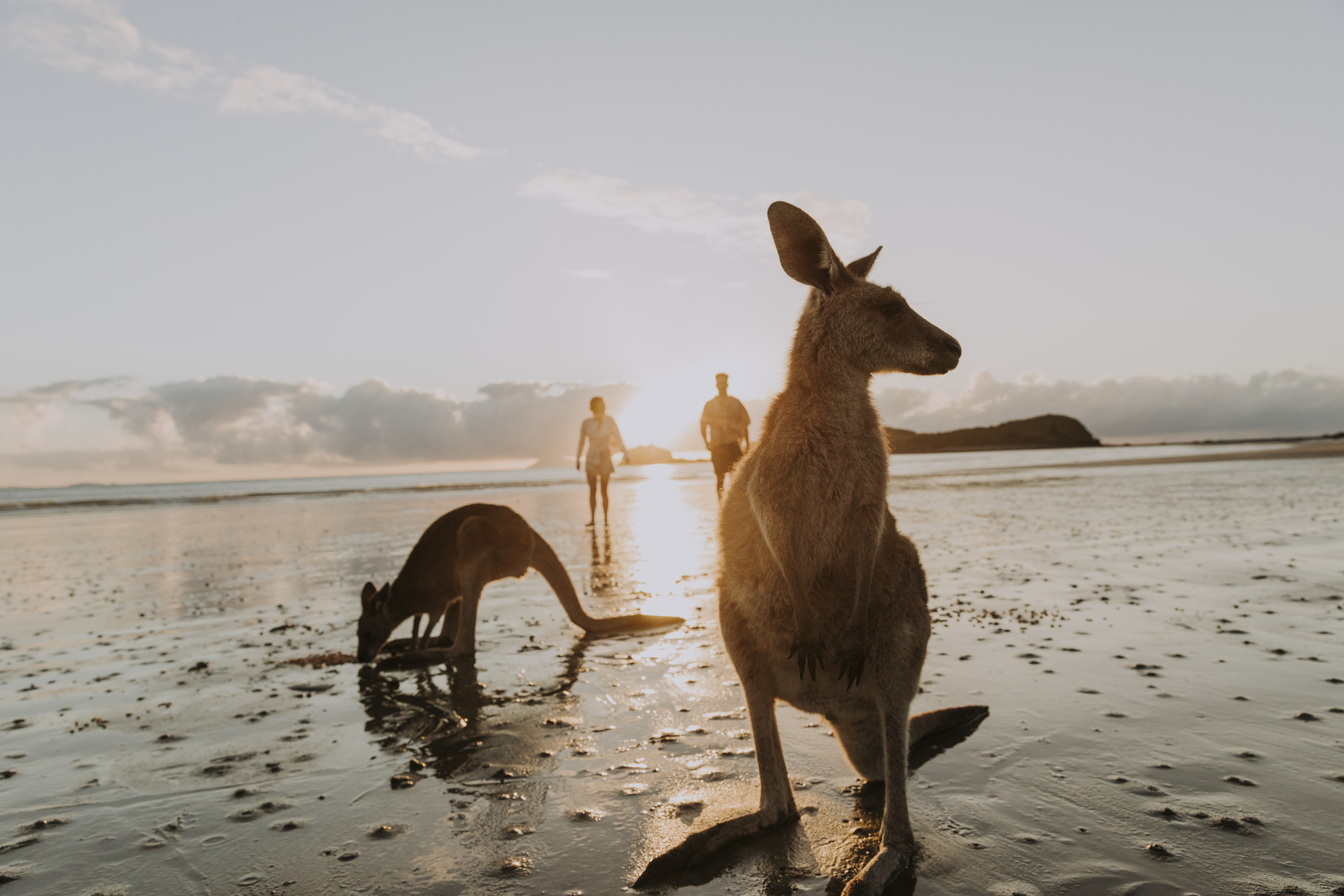 Couple watching the wallabies at sunrise, Cape Hillsborough | beautiful beaches Queensland