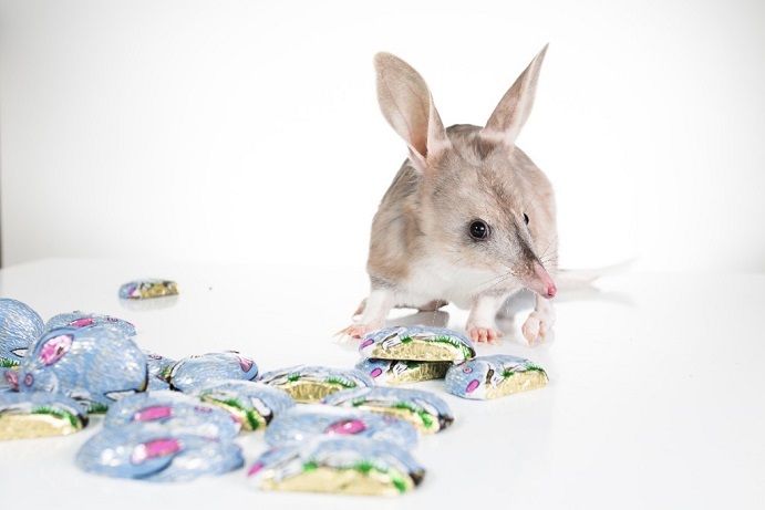Bilby Bilby