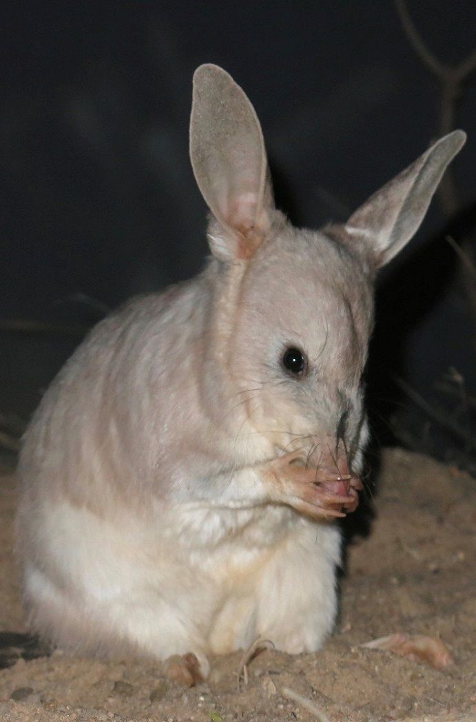 Support Bilby Support Bilby