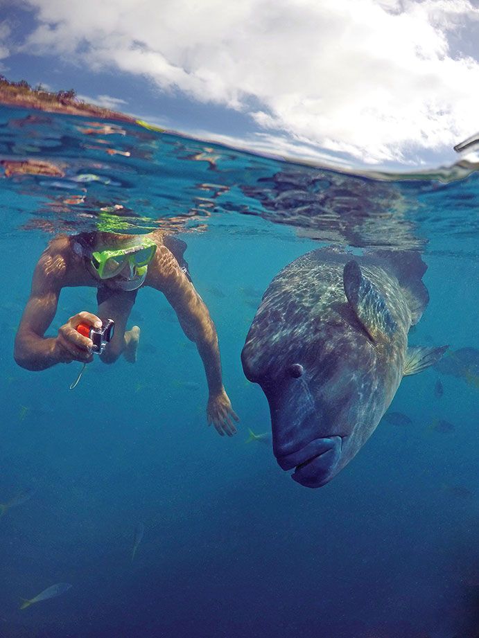 Snorkelling with Maori Wrasse Great Barrier Reef | How to use your Go Pro underwater