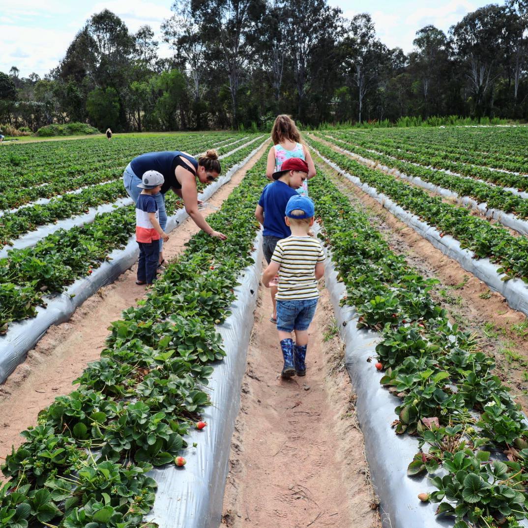 Strawberry picking at Chambers Flat | Pick your own fruit in Queensland Strawberry picking at Chambers Flat | Pick your own fruit in Queensland