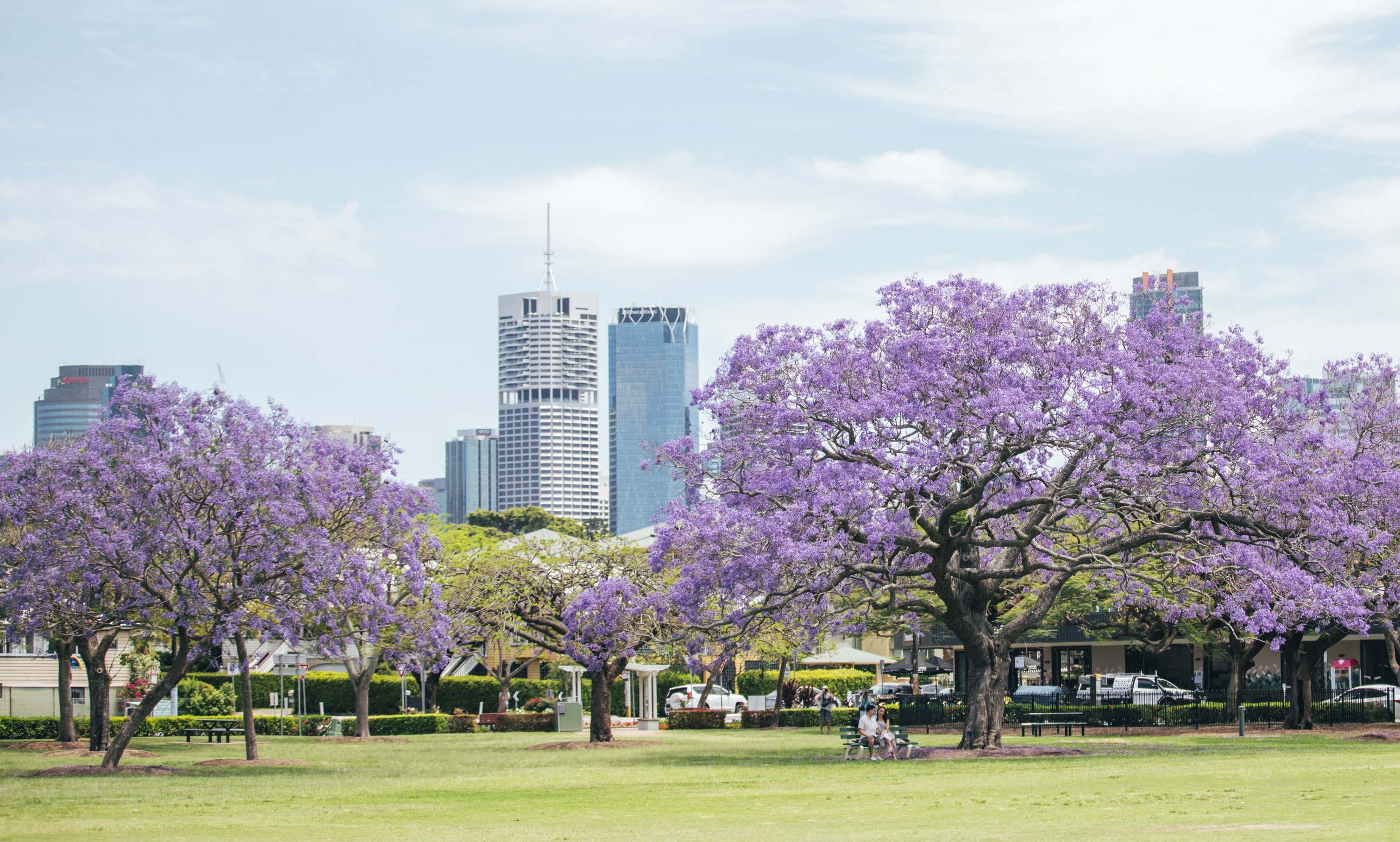 Couple sitting under the jacaranda trees Couple sitting under the jacaranda trees