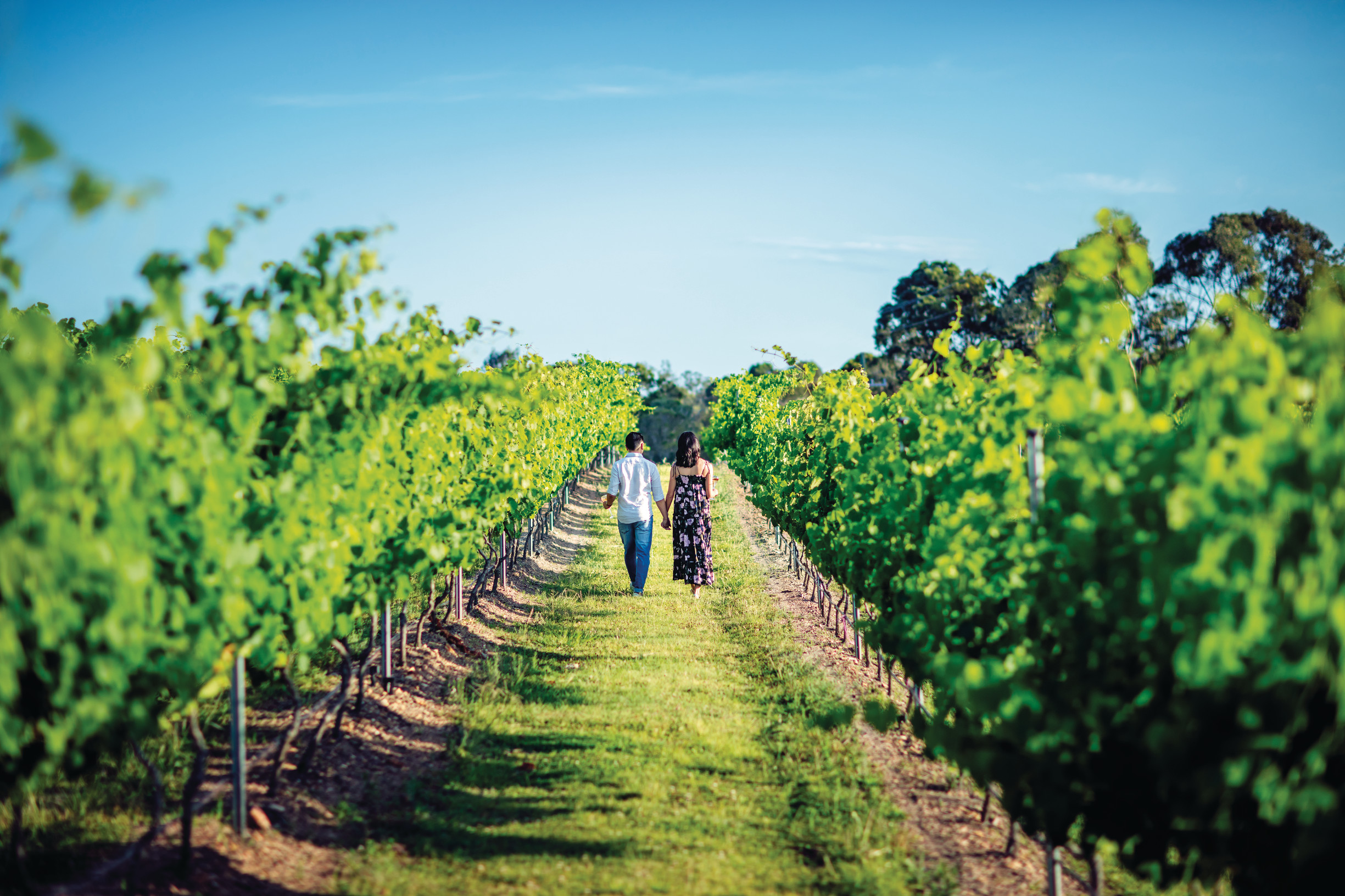 Sirromet Winery | Brisbane