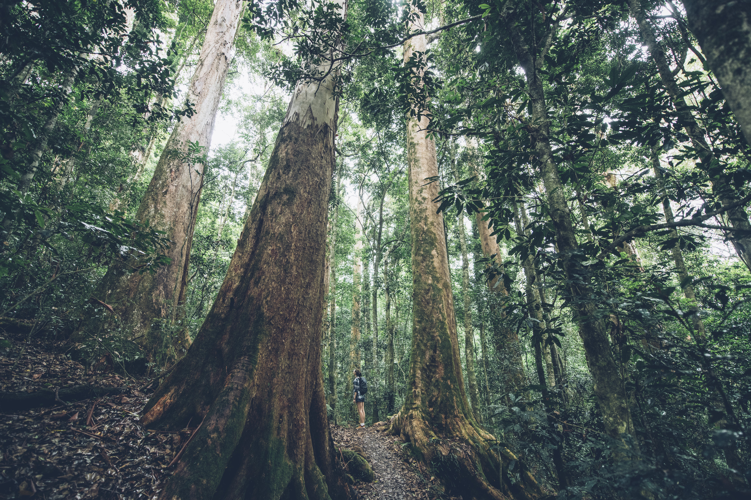 Hiker gazes up at trees in a rainforest Hiker gazes up at trees in a rainforest