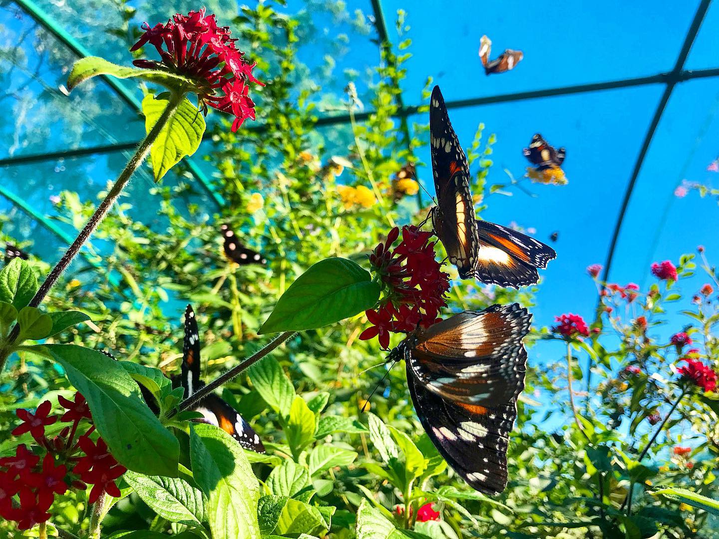 Butterfly in enclosure at Bribie Island Butterfly House Butterfly in enclosure at Bribie Island Butterfly House