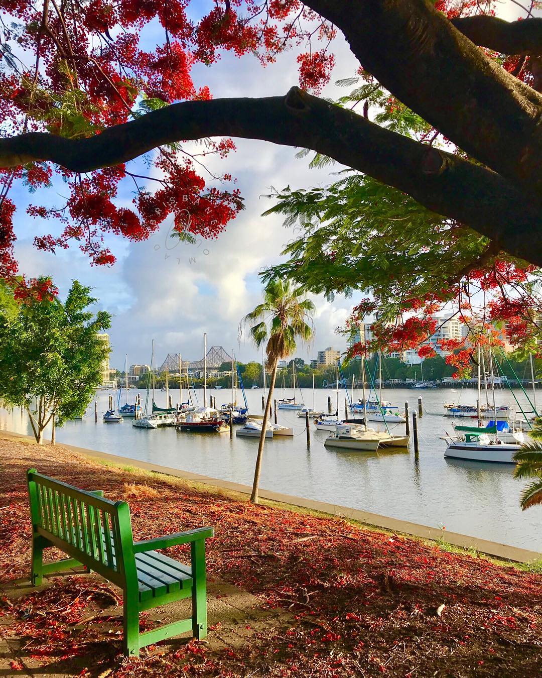River views from City Botanic Gardens | Brisbane City Botanic Gardens 