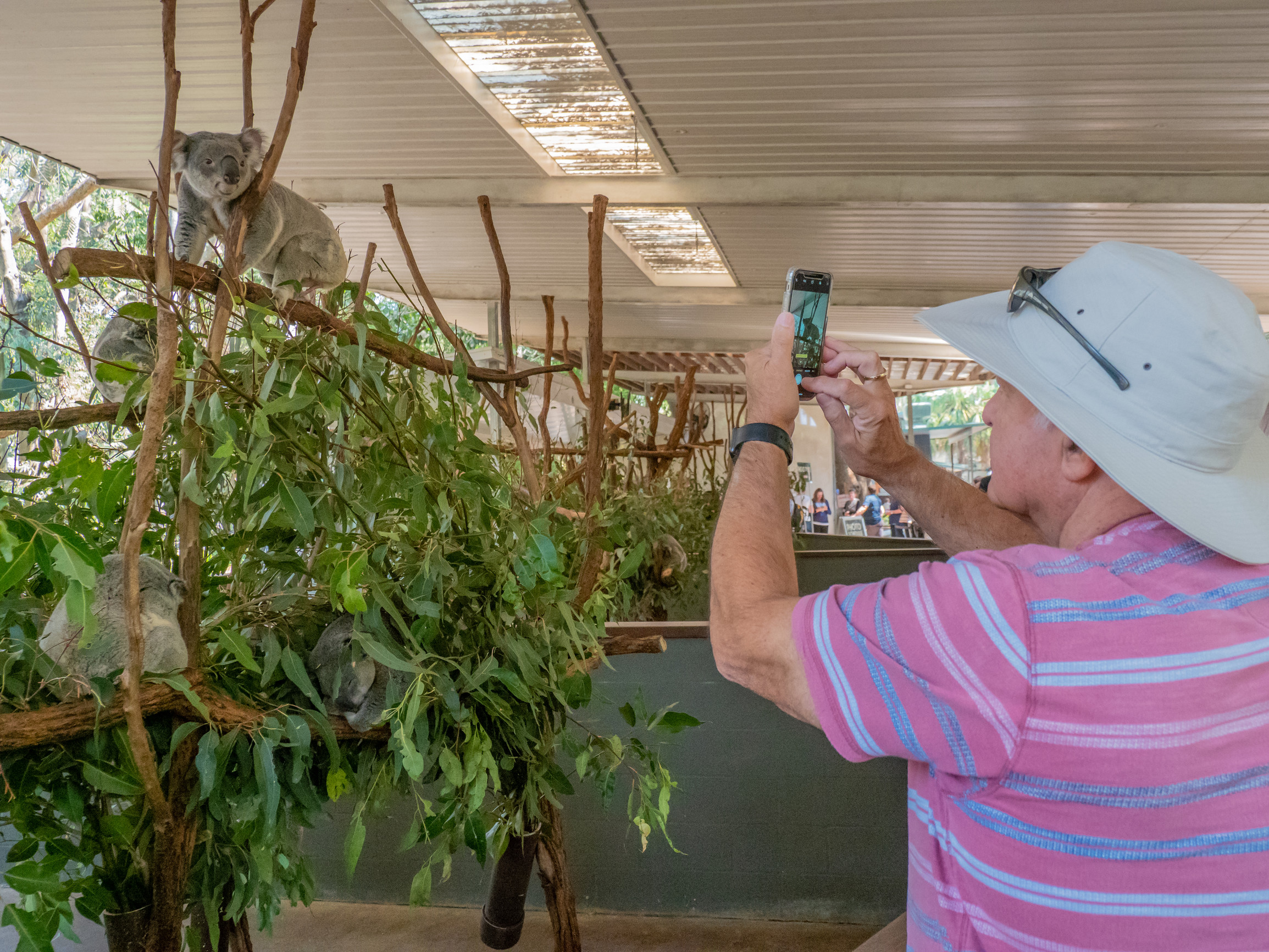 Koala at Lone Pine Koala Sanctuary | best guaranteed animal encounters queensland