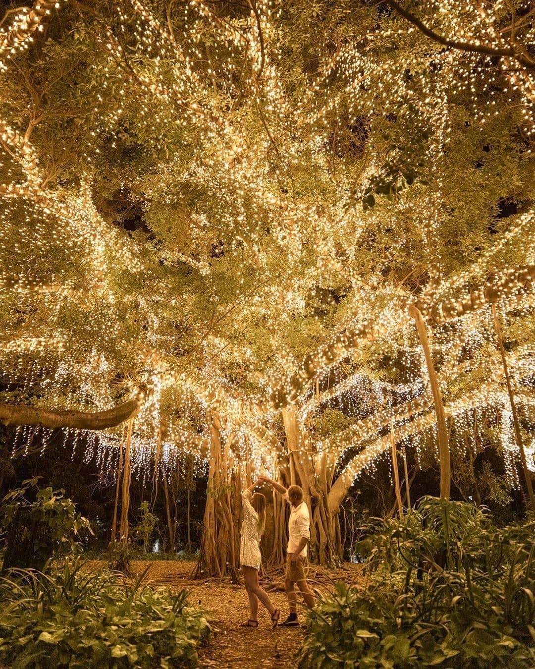 Weeping Fig Tree | Brisbane City Botanic Gardens
