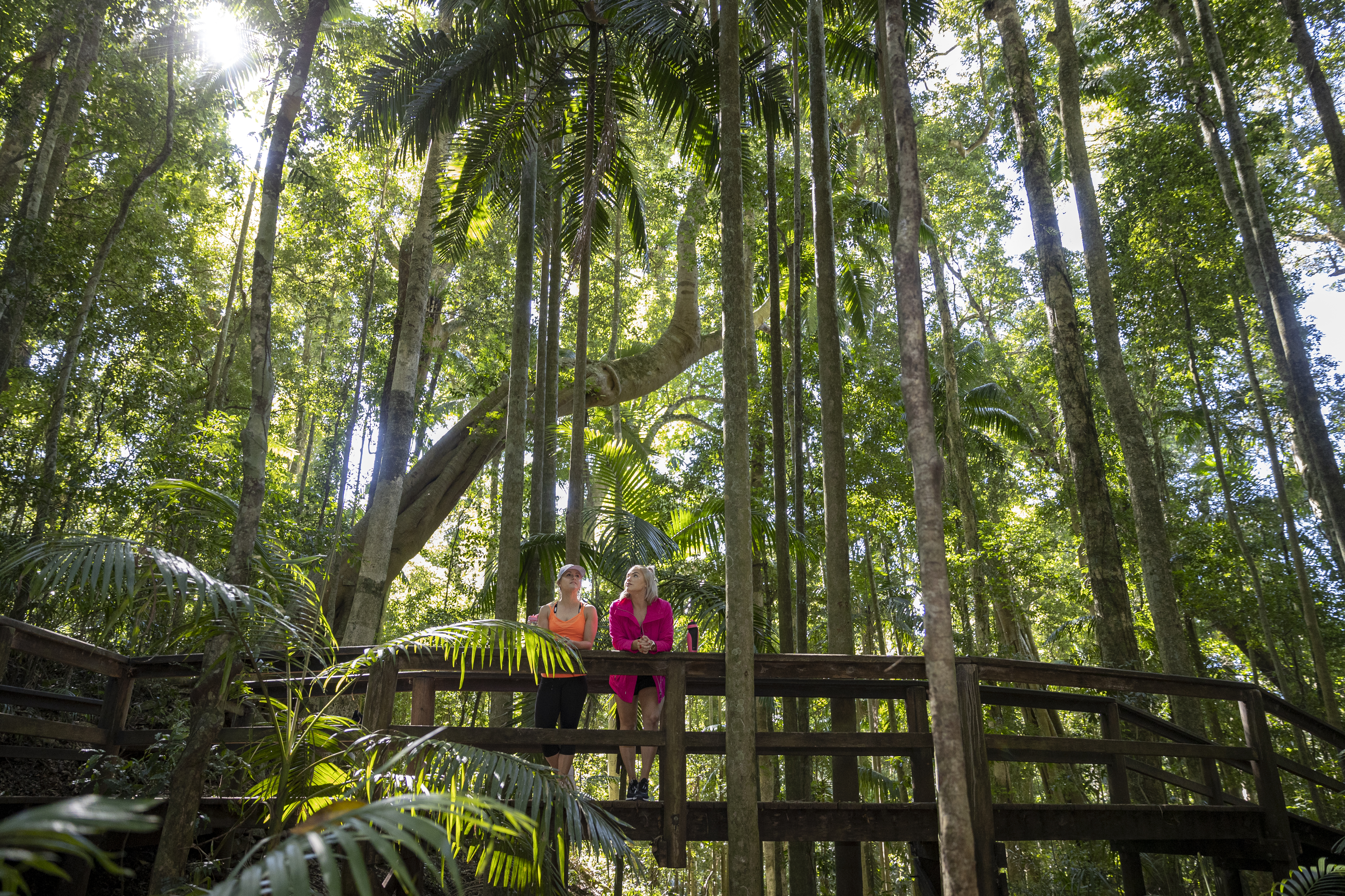 Two hikers look out over rainforest on a walking track Two hikers look out over rainforest on a walking track
