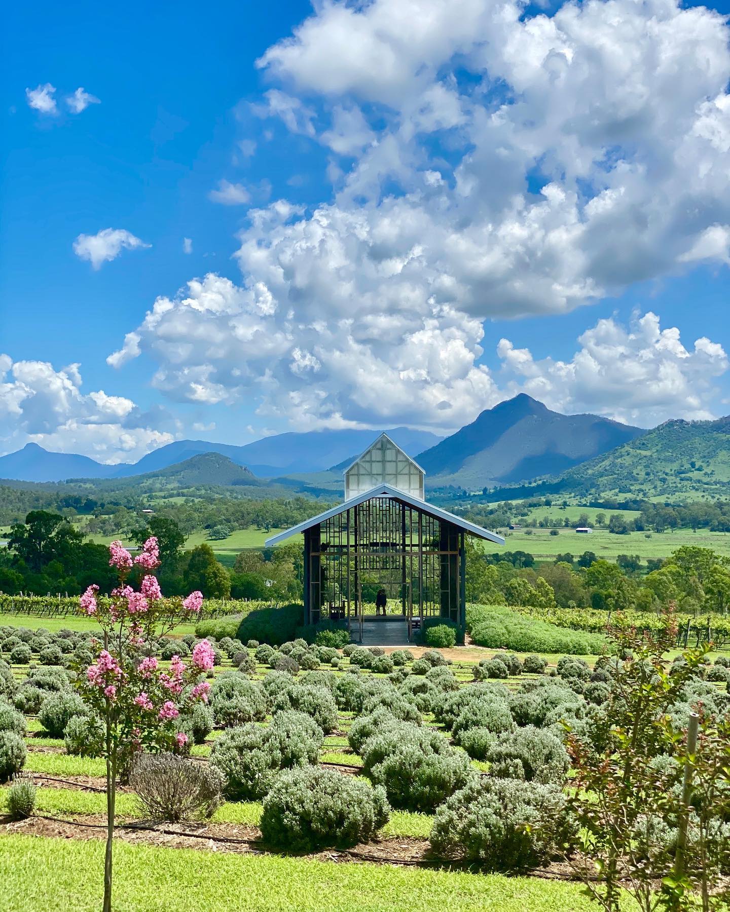 Kooroomba Lavender Farm | day trips from Toowoomba