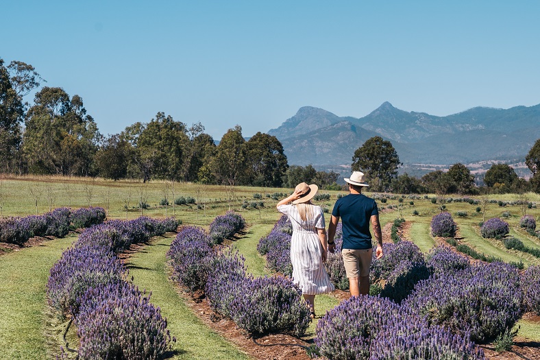 Couple walking through lavendar farm Couple walking through lavendar farm