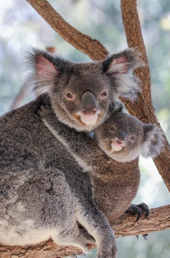 Lone Pine Koala Sanctuary Brisbane | wildlife calendar 