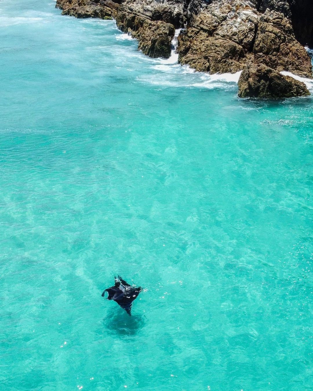 Manta Ray near Point Lookout | 48 hours North Stradbroke Island Manta Ray near Point Lookout | 48 hours North Stradbroke Island