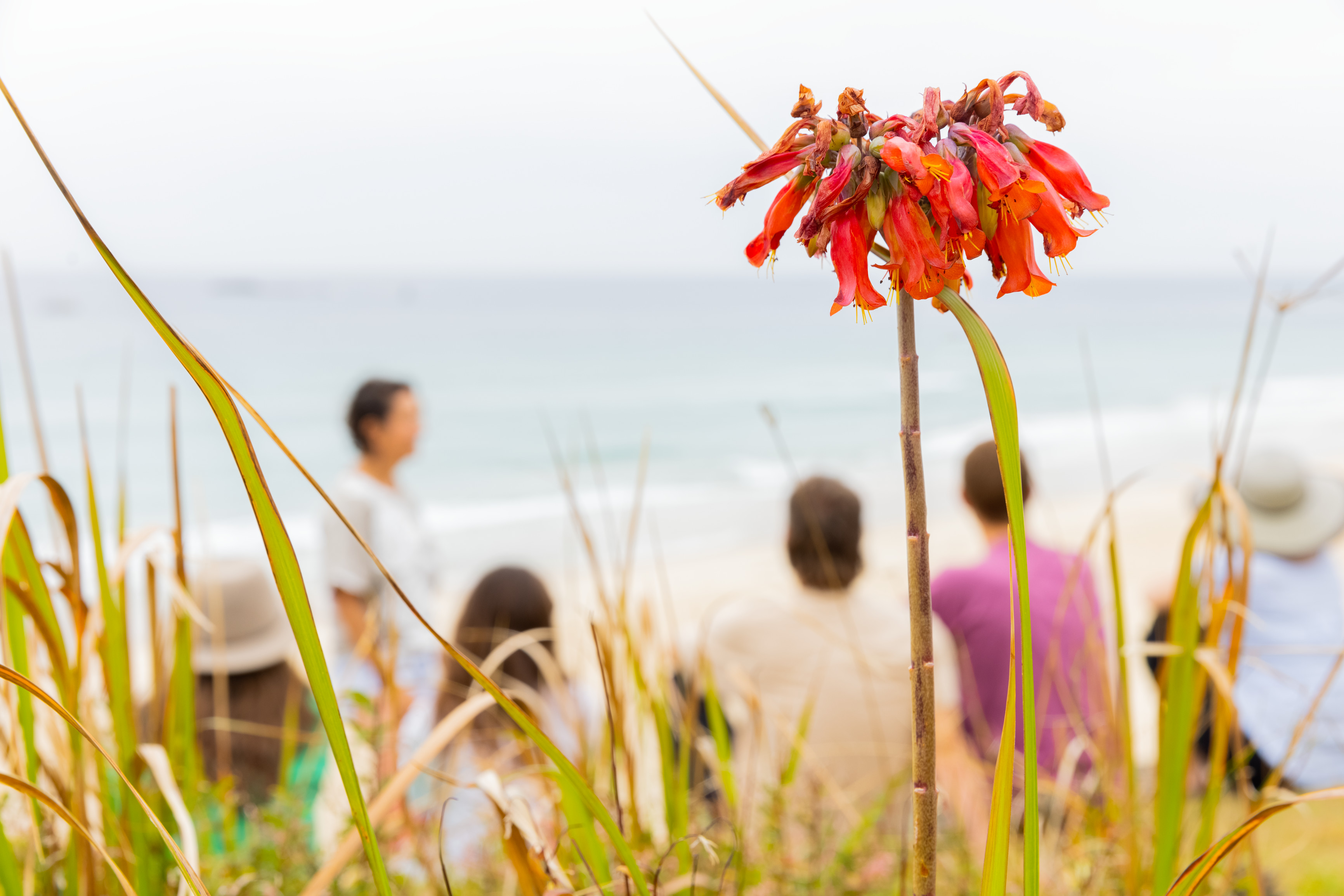 Wildflowers by the beach at Minjerribah (North Stradbroke Island) while group explores with Yura Tours Wildflowers by the beach at Minjerribah (North Stradbroke Island) while group explores with Yura Tours