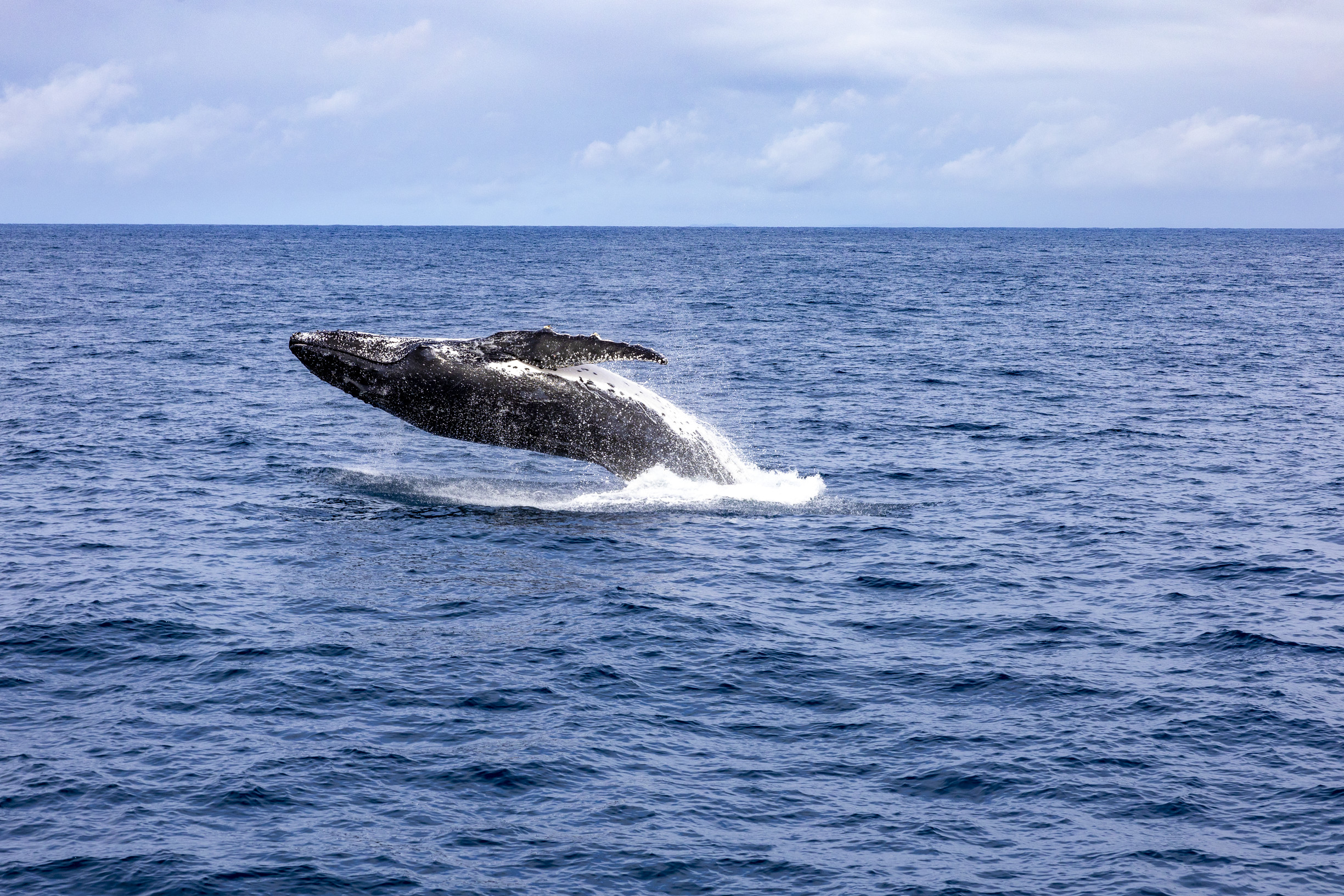 humpback whale fully breaches out of the water
