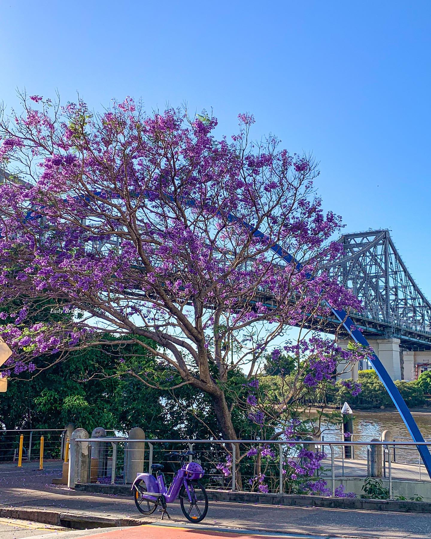 Jacarandas near Story Bridge Brisbane | where to see jacarandas in Queensland Jacarandas near Story Bridge Brisbane | where to see jacarandas in Queensland