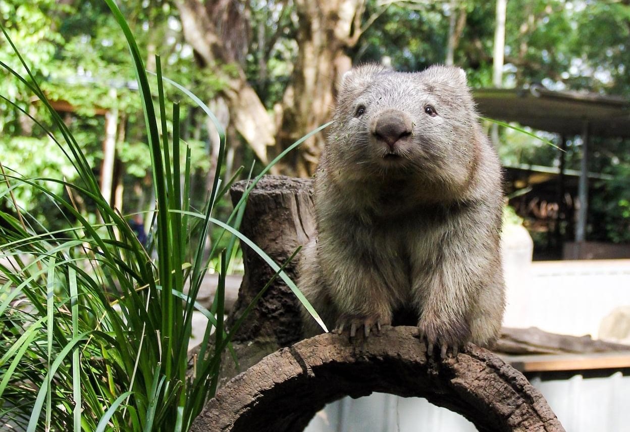 Wombat rests on a tree stump at Walkabout Creek Discovery Centre Wombat rests on a tree stump at Walkabout Creek Discovery Centre