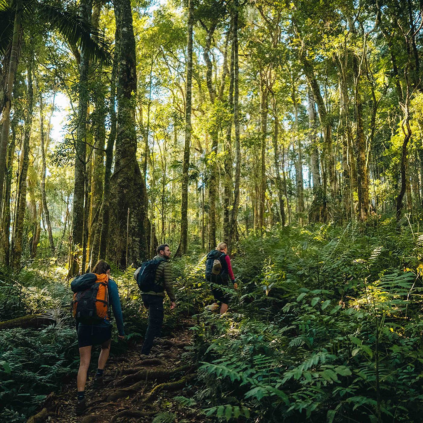 Three hikers walk along a rainforested walking track Three hikers walk along a rainforested walking track