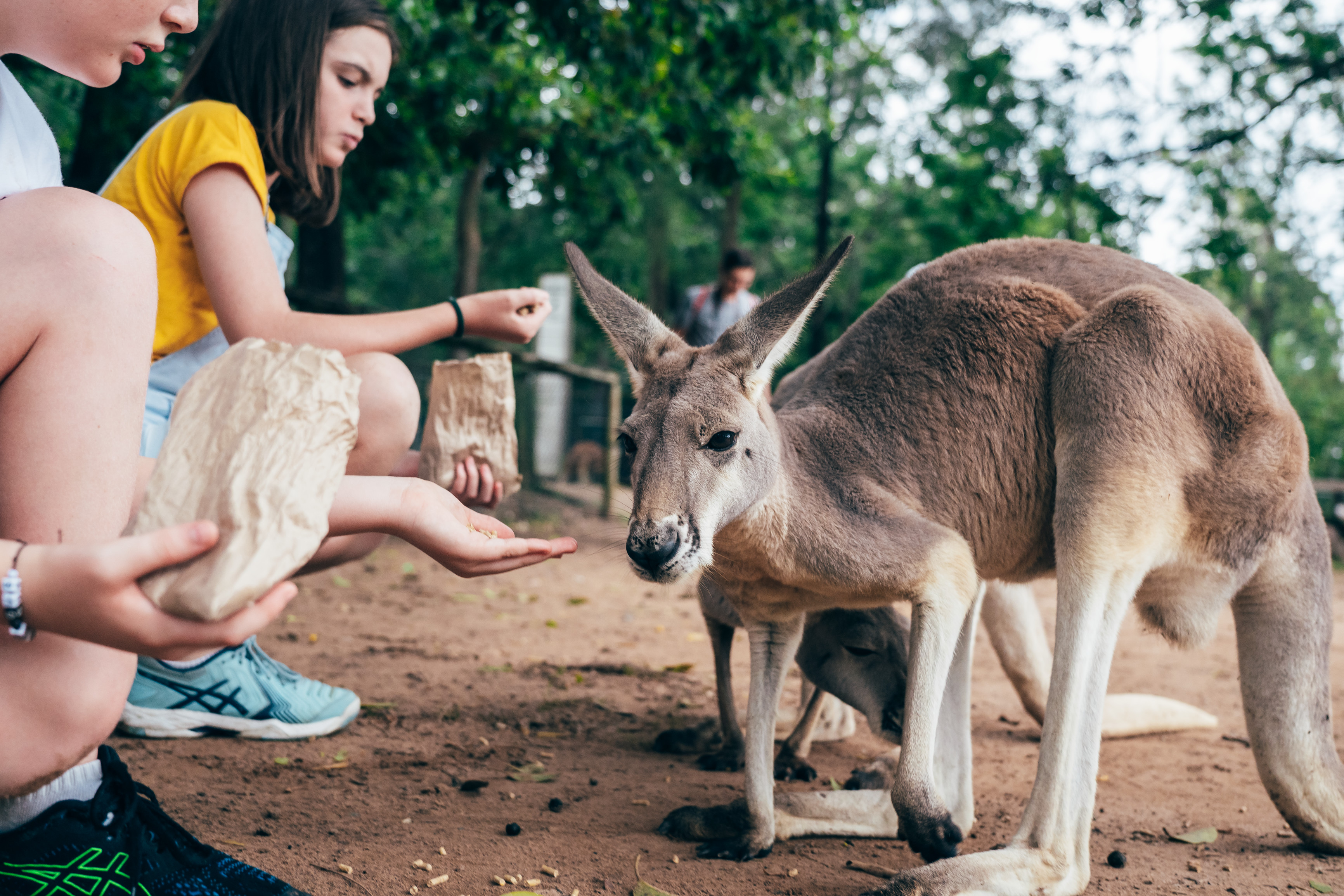 Lone Pine Koala Sanctuary | Eco experiences Brisbane