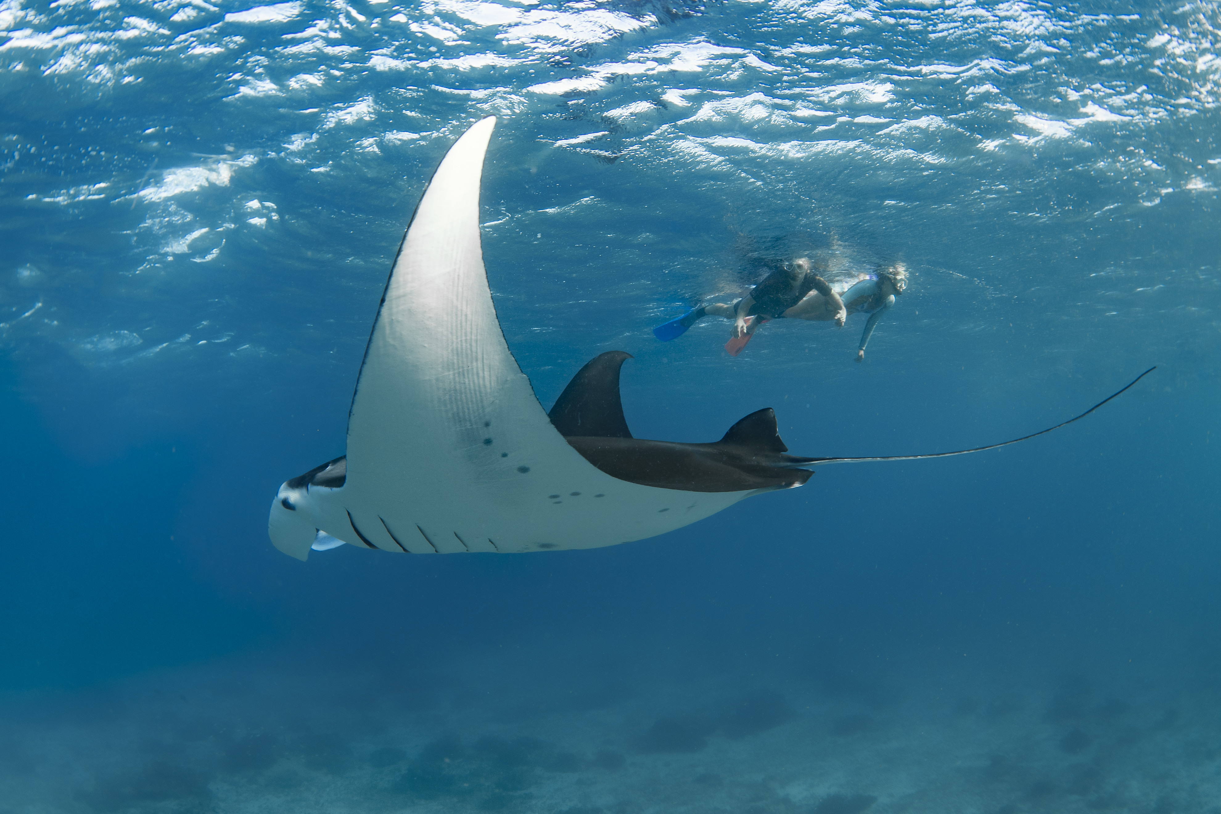 Snorkelling with a manta ray