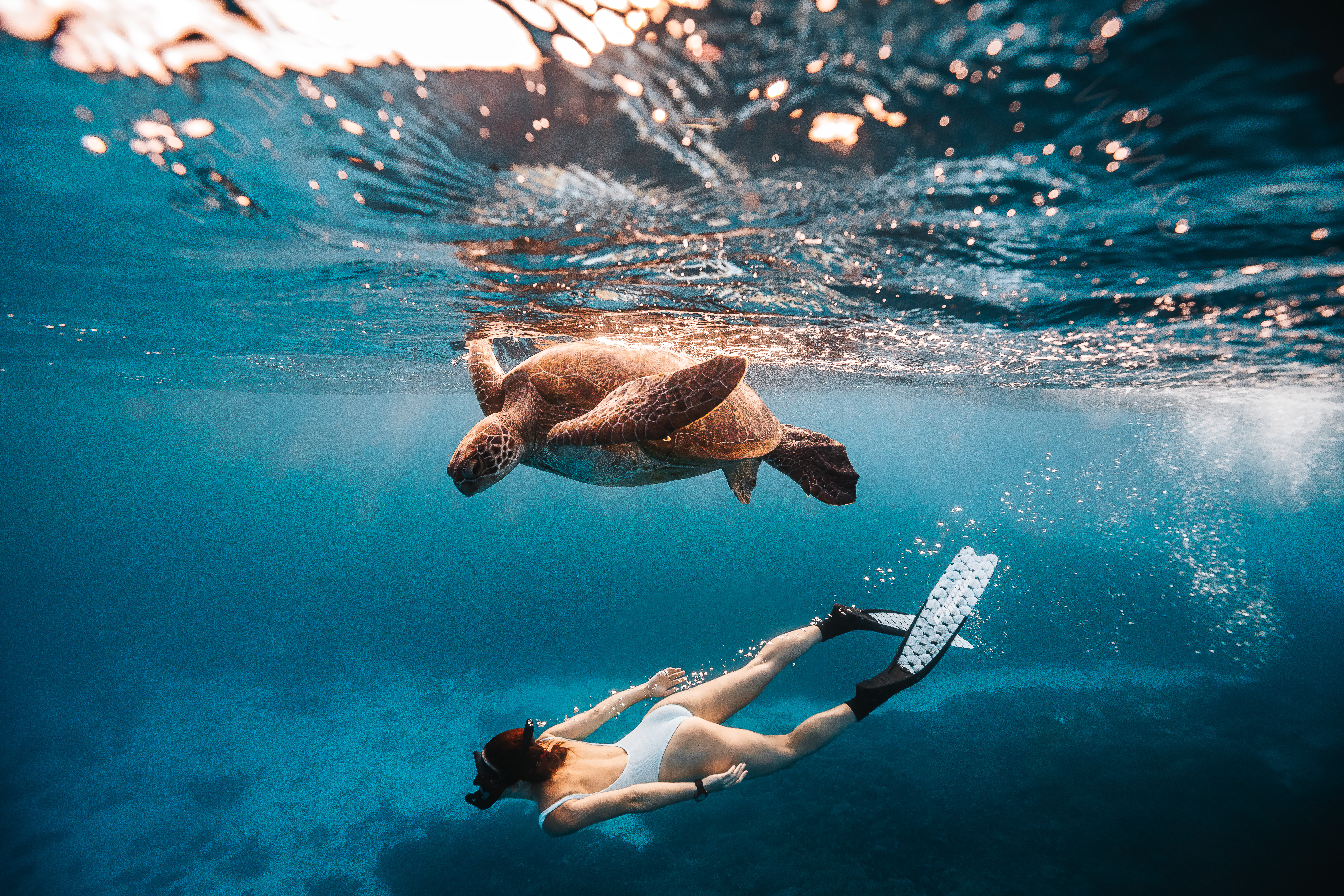 Lady snorkelling beneath a turtle, off Lady Elliot Island